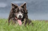 BORDER COLLIE 724